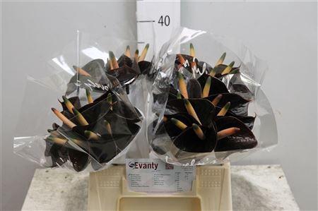 <h4>Anth Black Love 40 L35</h4>
