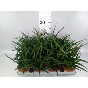 Sansevieria  'Fernwood'