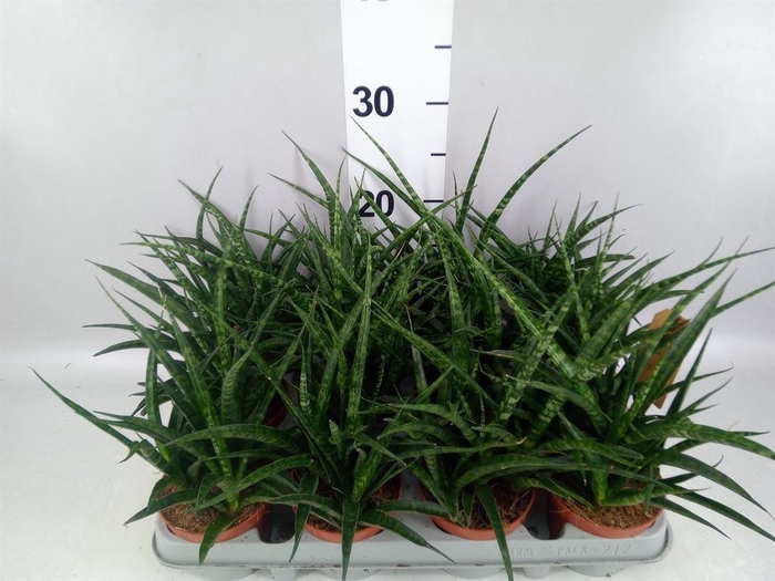 <h4>Sansevieria  'Fernwood'</h4>