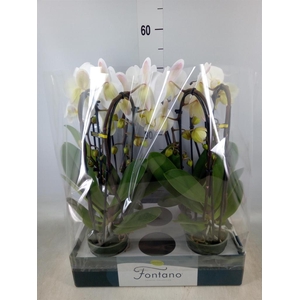 Phalaenopsis   ...white