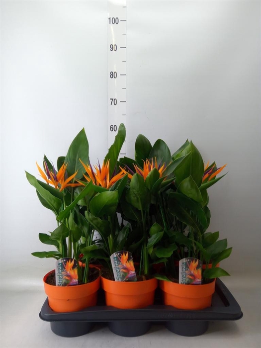 <h4>Arr.  Strelitzia L%</h4>