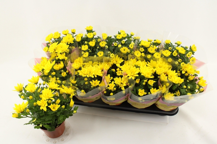 <h4>CHRYS ART SPIDERMAN</h4>