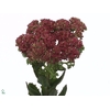 Sedum T Mun D Red