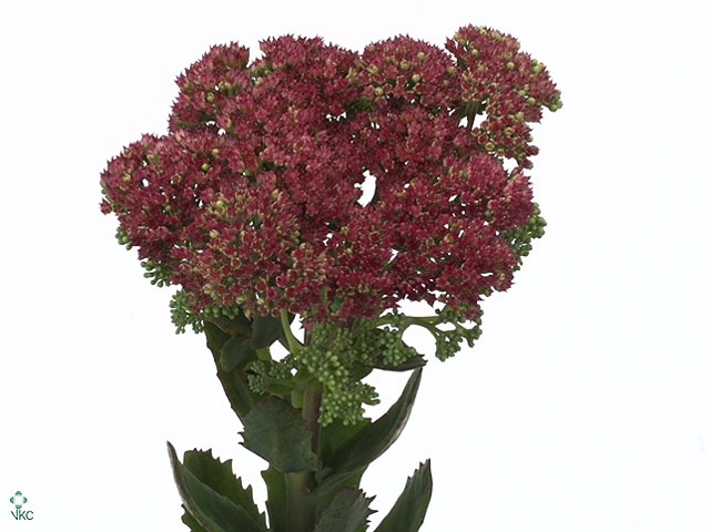 Sedum T Mun D Red