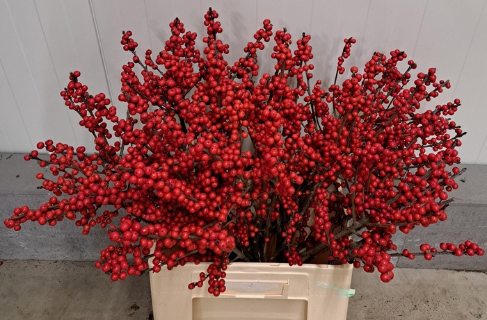 <h4>ILEX BES BRIT BUYS</h4>