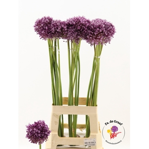 ALLIUM JASMINE