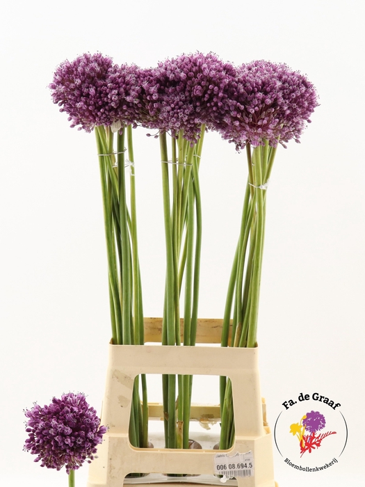 <h4>ALLIUM JASMINE</h4>
