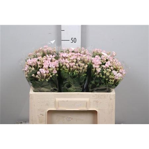 Bouvardia EN 'Sweet Jewel'