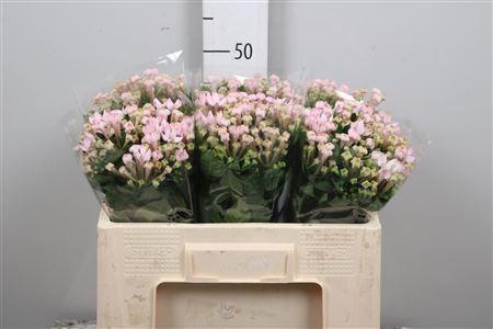 <h4>Bouvardia EN 'Sweet Jewel'</h4>
