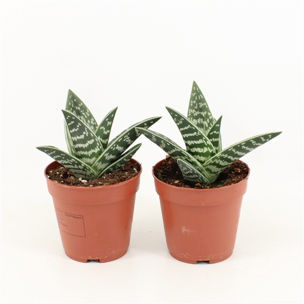 <h4>Aloe Variegata</h4>