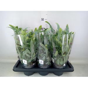 Phlebodium aureum 'Blue Star'