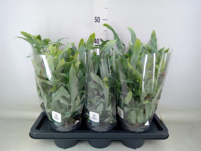 <h4>Phlebodium aureum 'Blue Star'</h4>