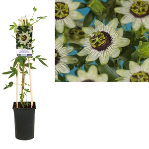 Passiflora 'Beauty of Hannover' +light label