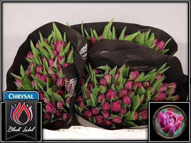 <h4>Tu Du Margarita</h4>