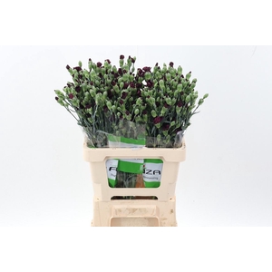 Di Solomio Cherryfly x20