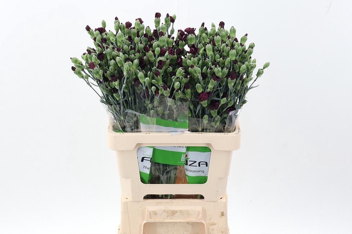 <h4>Di Solomio Cherryfly x20</h4>