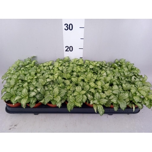 Fittonia  'Mosaic White Tiger'
