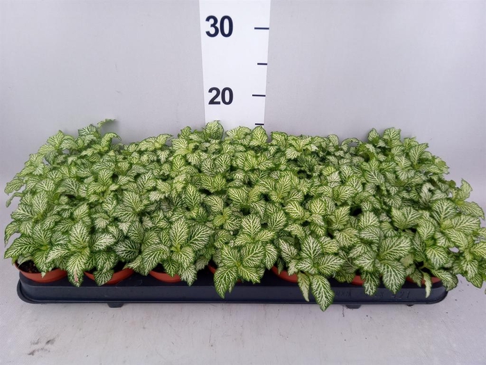 <h4>Fittonia  'Mosaic White Tiger'</h4>