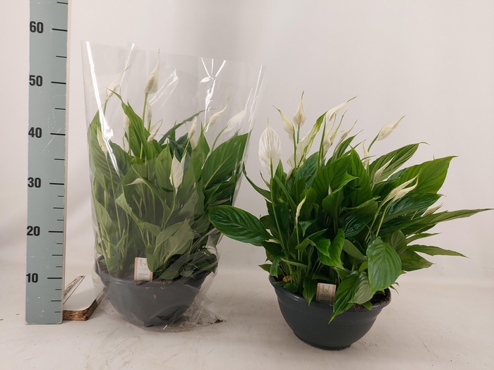 <h4>SPATH CHOPIN</h4>