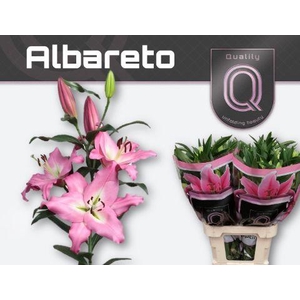 LI OT ALBARETO 3pit