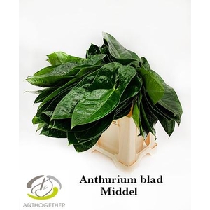 Anthurium Blad
