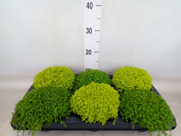 <h4>Soleirolia soleirolii   ...mix 2</h4>