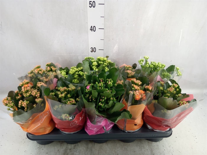 Kalanchoe blos.   ..rosebud mix  5