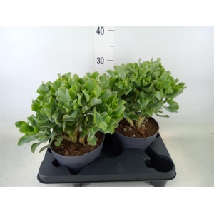 Crassula arborescens 'Curly'