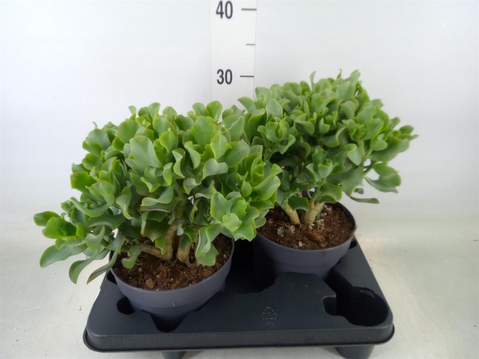 <h4>Crassula arborescens 'Curly'</h4>