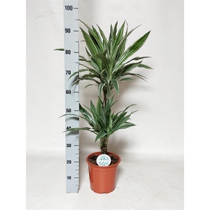 Dracaena fragrans Warneckei 21Ø 95cm 2pp