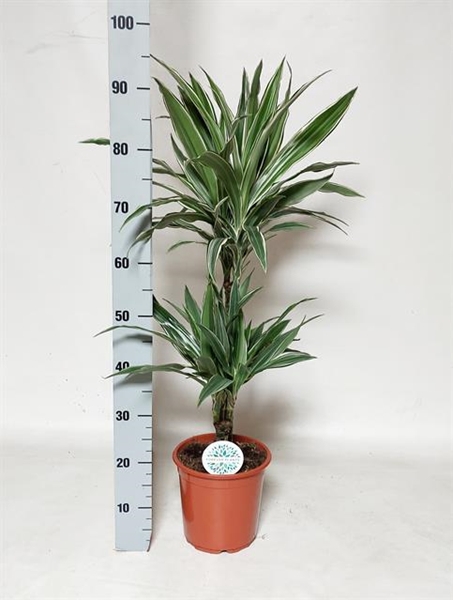 Dracaena fragrans Warneckei 21Ø 95cm 2pp