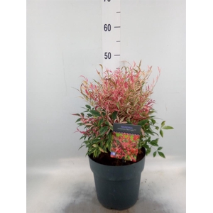 Nandina domestica