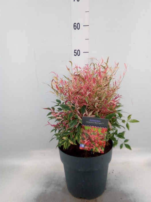 <h4>Nandina domestica</h4>