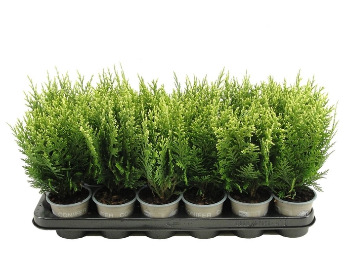 <h4>Chamaecyparis lawsoniana 'White Spot' P9</h4>