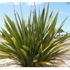 Phormium tenax