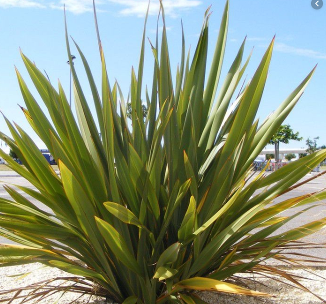 Phormium tenax
