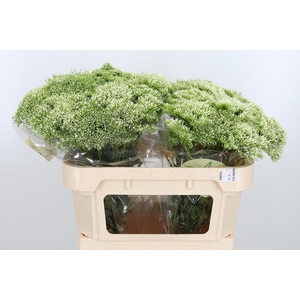 Trachelium Lake Powell Wit