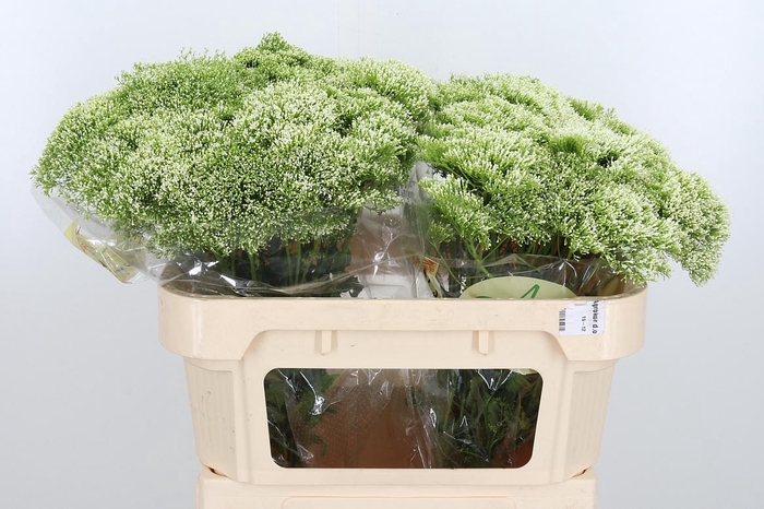 <h4>Trachelium Lake Powell Wit</h4>