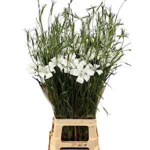 SNIJBLOEMEN OV