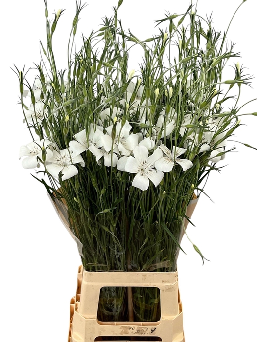 <h4>SNIJBLOEMEN OV</h4>