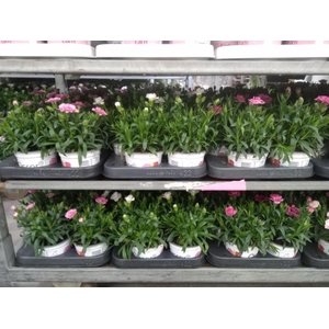 Dianthus  'Super Trouper Oscar'