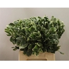 Pittosporum Ilan
