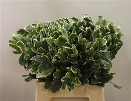 Pittosporum Ilan