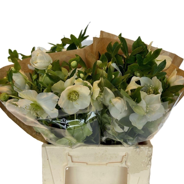<h4>HELLEBORUS QUEENS WHITE</h4>