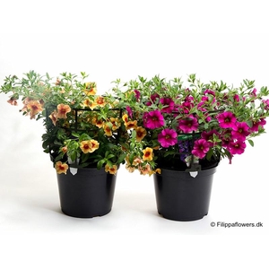 CALIBRACHOA-HYBRID
