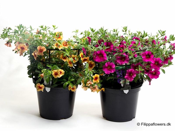 <h4>CALIBRACHOA-HYBRID</h4>
