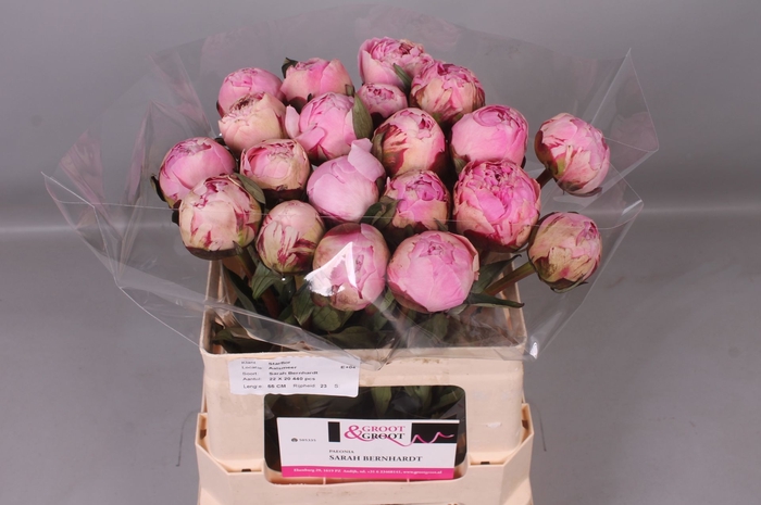 <h4>Paeonia Sarah Bernhardt | Heavy Quality</h4>