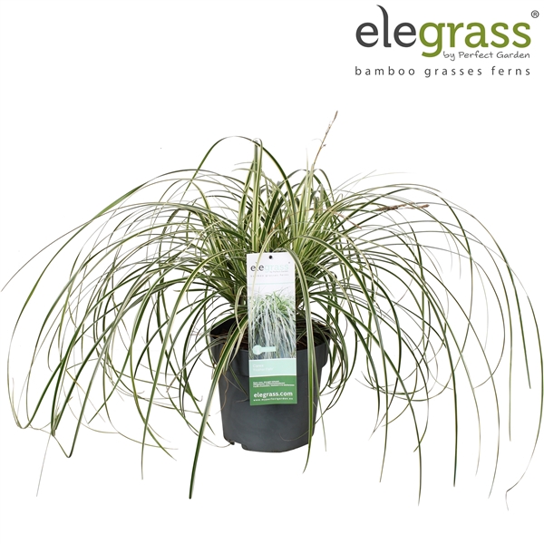 <h4>Carex 'Feather Falls' P23</h4>
