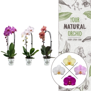 Your Natural Orchid | Cascade mix | Phalaenopsis 1 spike