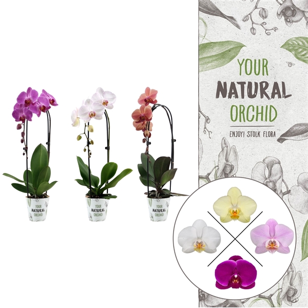 <h4>Your Natural Orchid | Cascade mix | Phalaenopsis 1 spike</h4>